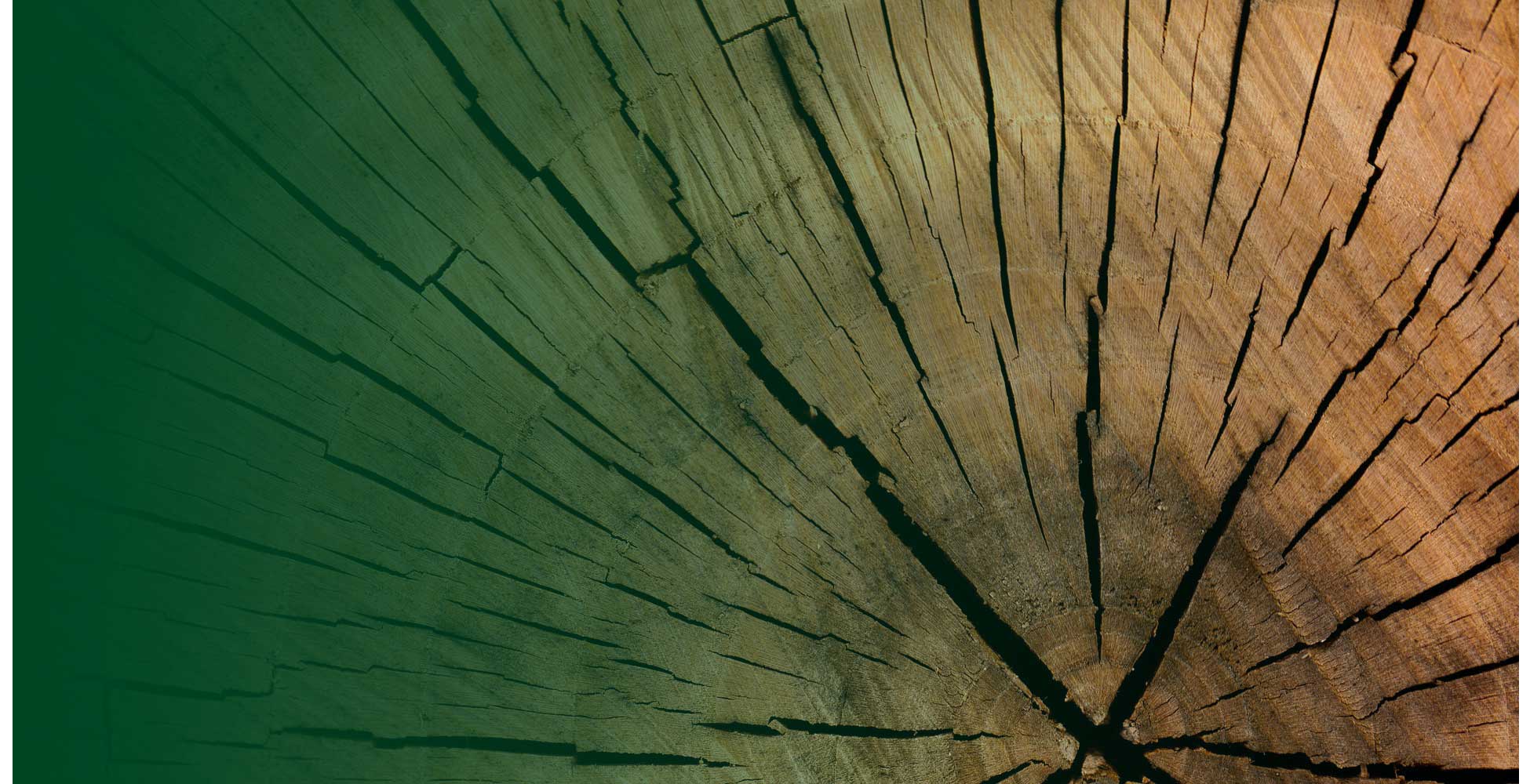 timberwolf tree service middleboro ma timberwolf tree service pruning removal stump grinding land clearing tree preservation grinding timberwolf tree service middleboro ma timberwolf tree service pruning removal stump grinding land clearing tree preservation grinding